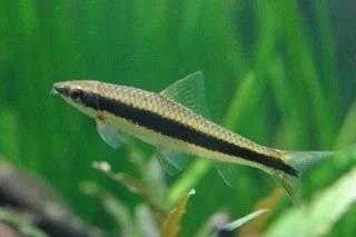 Siamese algeneter, Dieren en Toebehoren, Vissen | Aquariumvissen, Vis