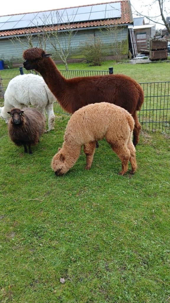 Alpaca, Dieren en Toebehoren, Schapen, Geiten en Varkens, Mannelijk, Schaap