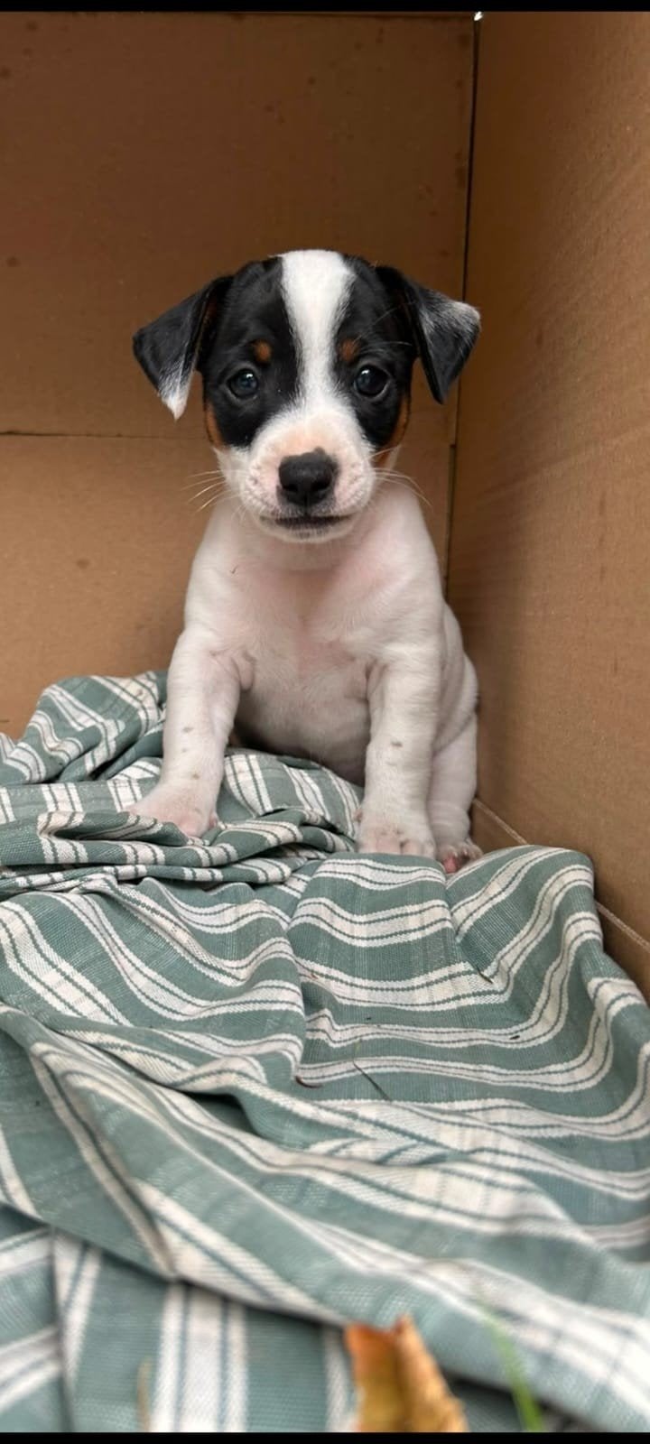 Mooie, lieve Jack Russell pups, nog 1 reutje beschikbaar!, Parvo, Jack Russell Terriër, 8 tot 15 weken, Meerdere