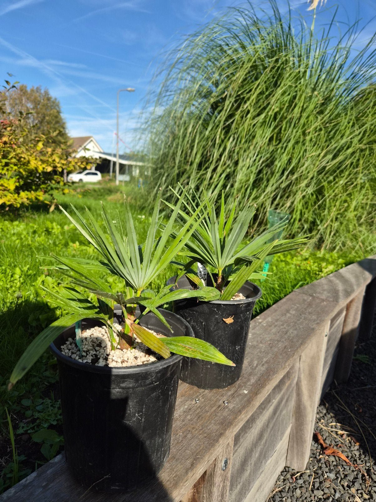Trachycarpus Princeps x Wagnerianus - Zeldzame Palmboom, Tuin en Terras, Overige soorten, Volle zon, Vaste plant, Ophalen of Verzenden