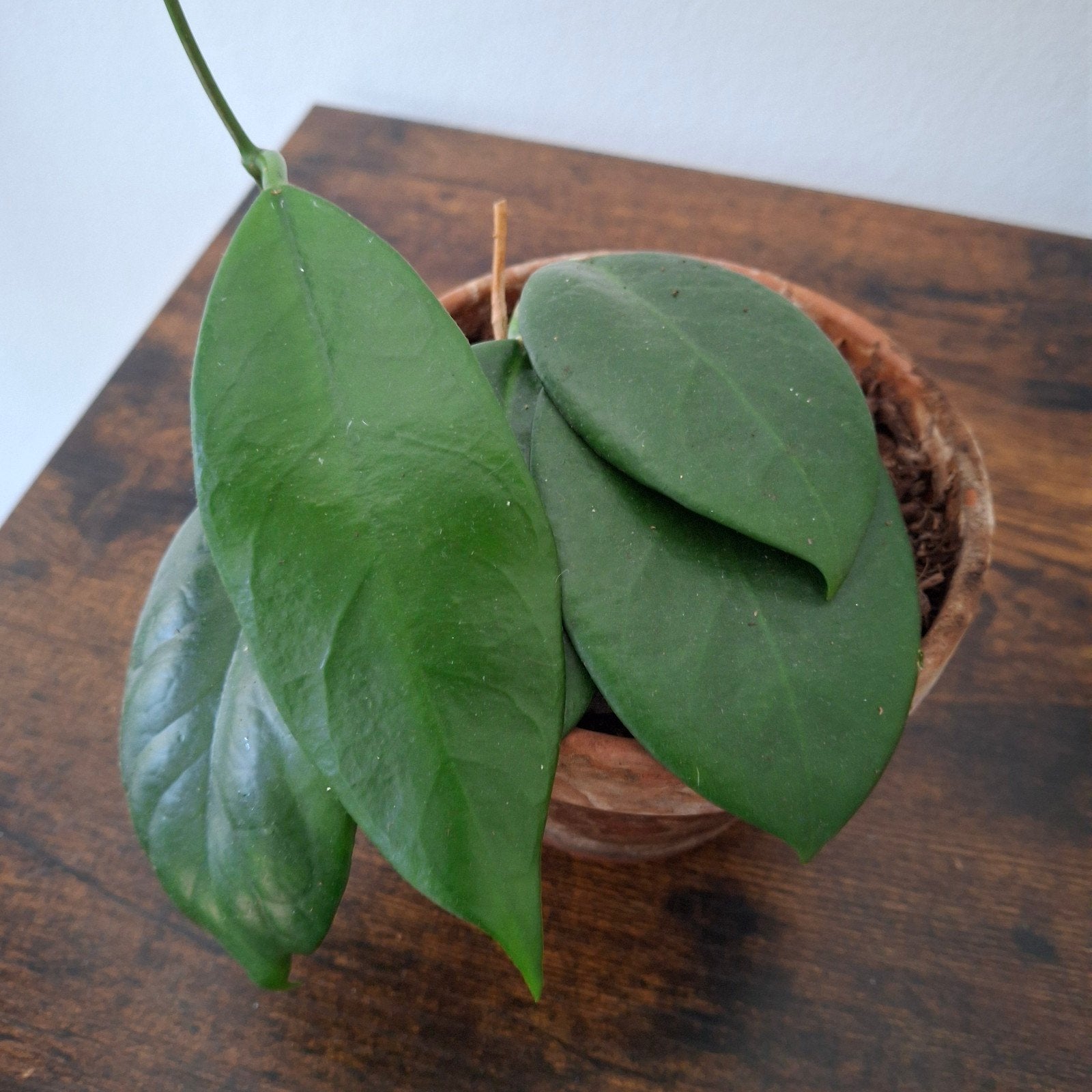 hoya Fraterna, In pot, Minder dan 100 cm, Bloeiende kamerplant, Halfschaduw