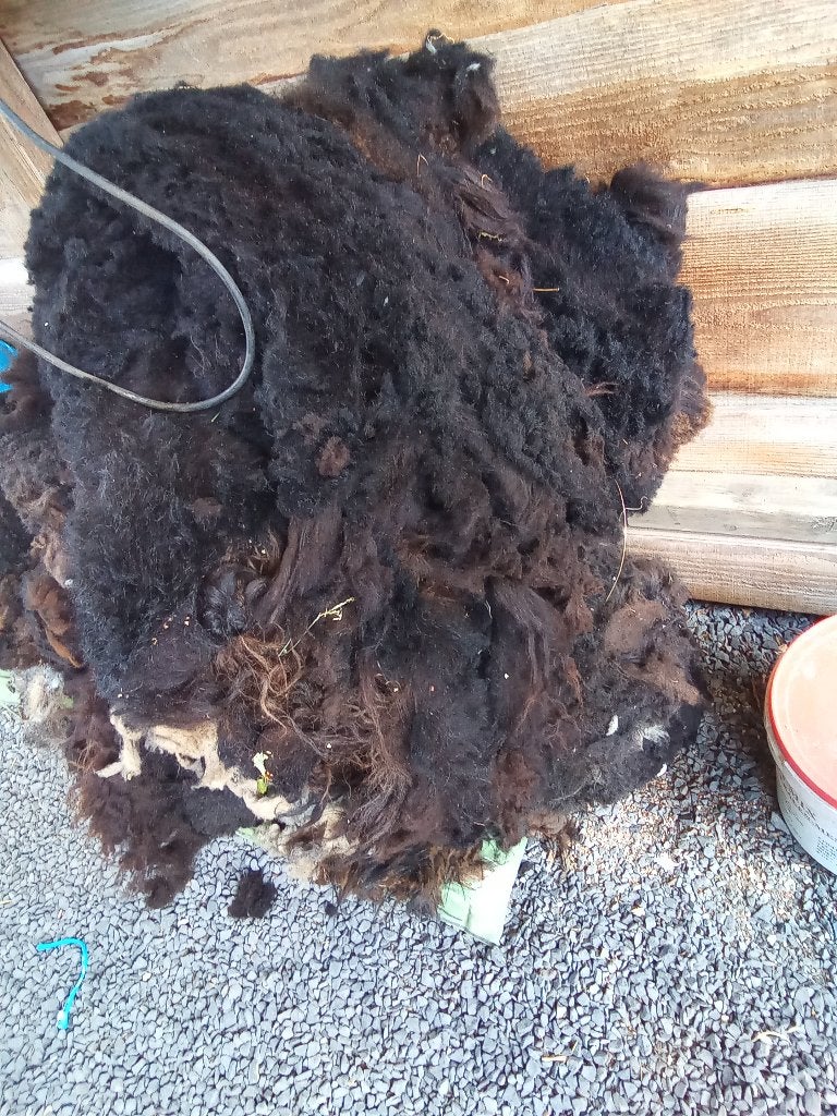 Schapenwol gratis, Hobby en Vrije tijd, Spinnewielen en Spinnen, Ophalen, Spinwol