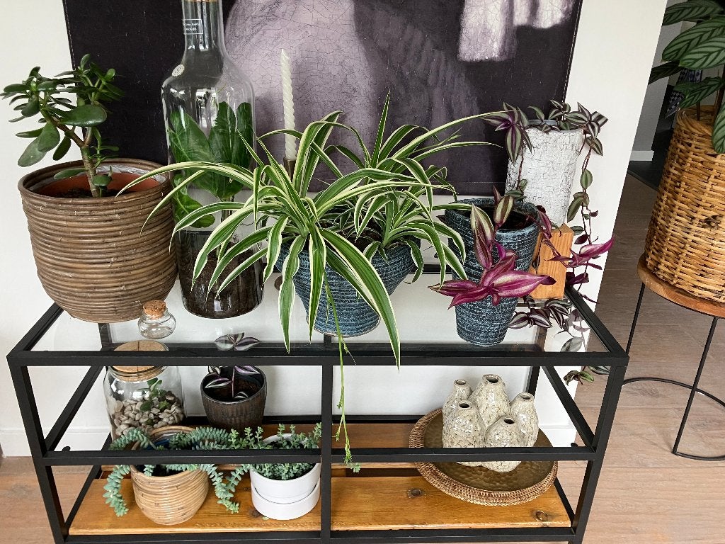 kamerplanten met of zonder sierpot ook terrarium vanaf 2,5, Huis en Inrichting, Overige soorten, In pot, Minder dan 100 cm, Groene kamerplant