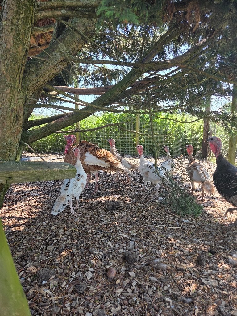 Jonge kalkoenen te koop, Dieren en Toebehoren, Pluimvee | Toebehoren, Ophalen, Nieuw, Overige typen