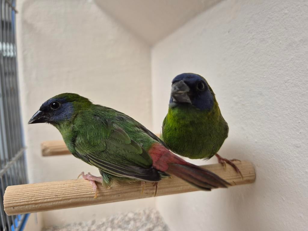 koppel driekleur papegaai amadines, Dieren en Toebehoren, Vogels | Overige Vogels, Mannelijk