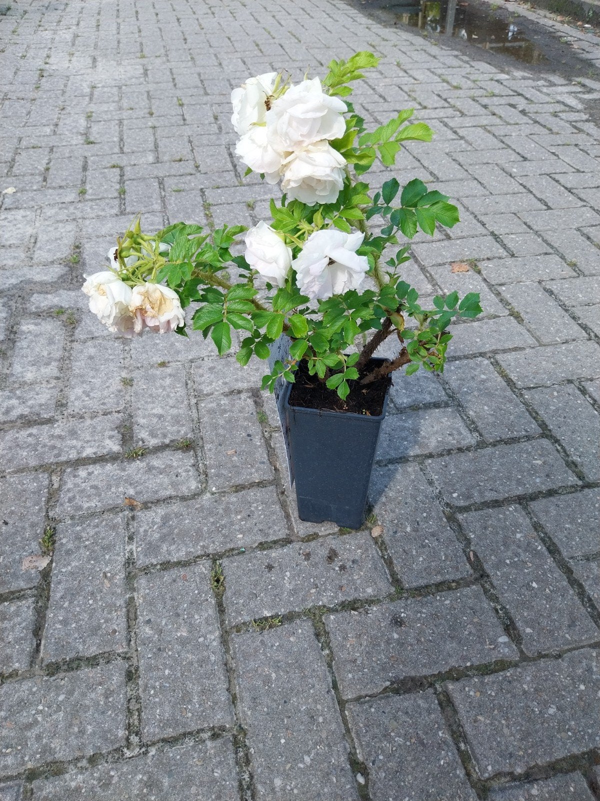 Rosa Rugosa - Rozenbottels in diverse kleuren, Volle zon, Vaste plant, Zomer, Ophalen