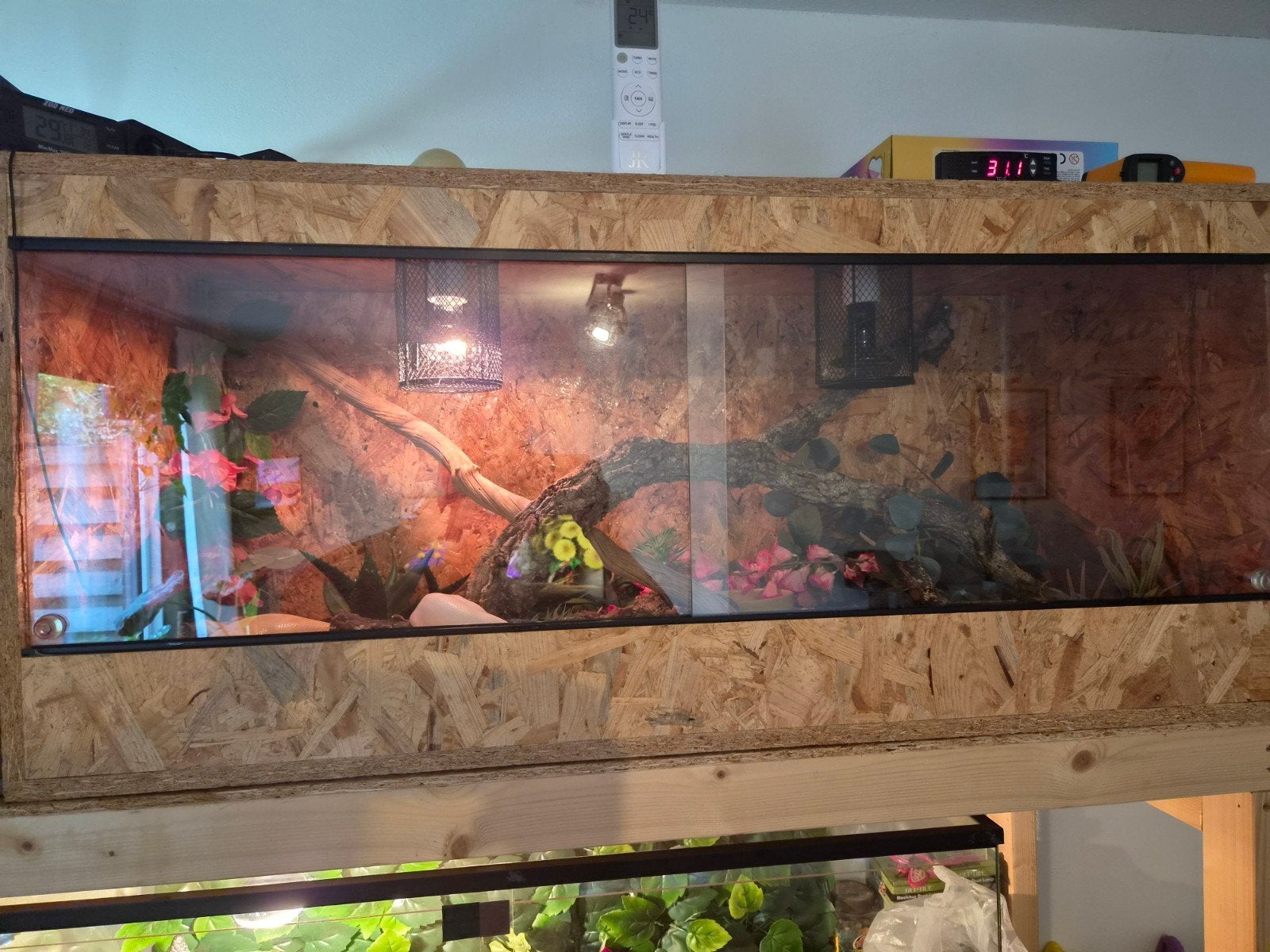 Lavender albino piebald man met terrarium