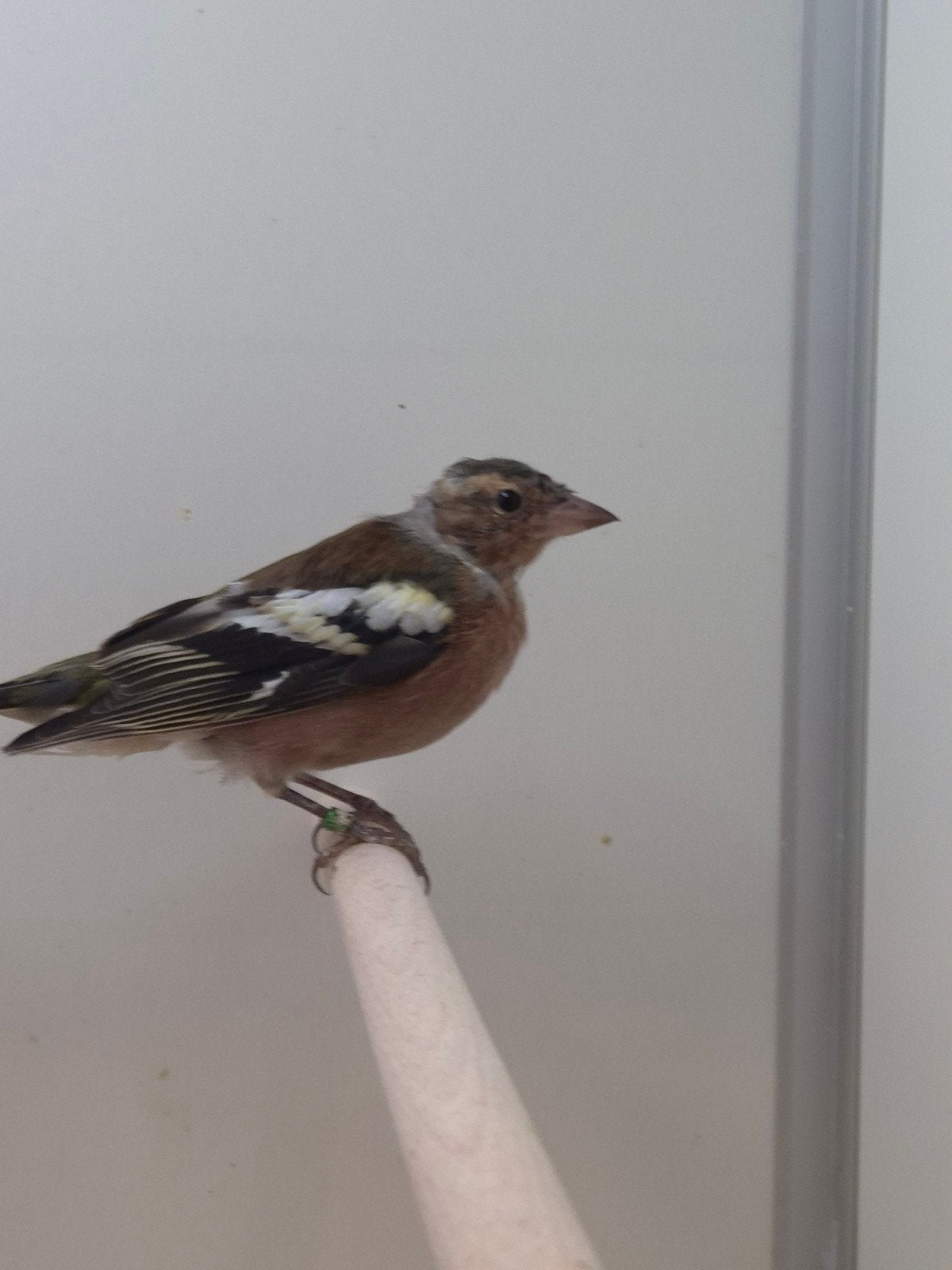 1-0 Europese vink, Dieren en Toebehoren, Vogels | Overige Vogels, Mannelijk, Wildzangvogel, Geringd