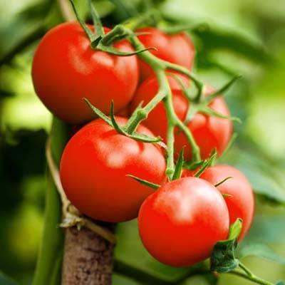 Tomaten planten, Ophalen, Eenjarig, Groenteplanten, Volle zon