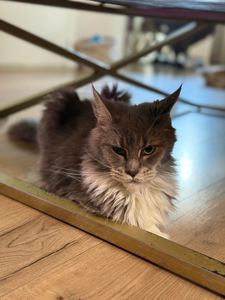Maine Coon 3j poes met stamboom, Dieren en Toebehoren, Katten en Kittens | Raskatten | Langhaar, Poes, Met stamboom, 0 tot 2 jaar