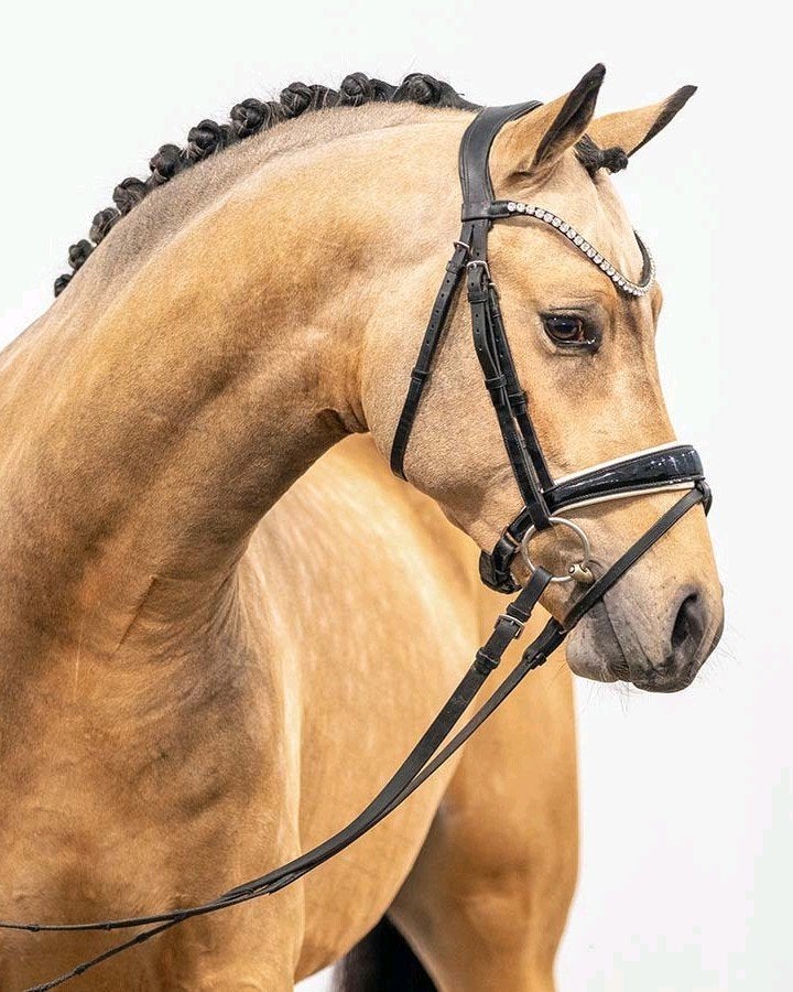 Gezocht pony (fok) Merrie, Merrie, Niet van toepassing, Met stamboom, 3 tot 6 jaar