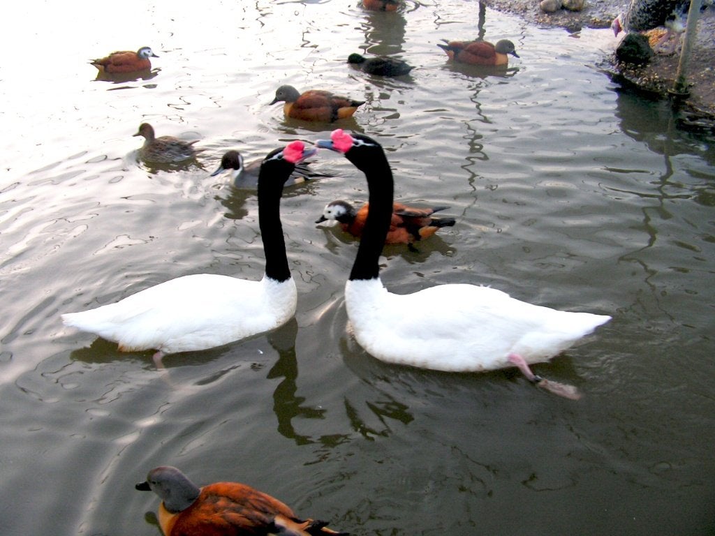 Zwarthals zwanen | Deskundig advies | Mooie zwanen, Dieren en Toebehoren, Mannelijk, Gans of Zwaan
