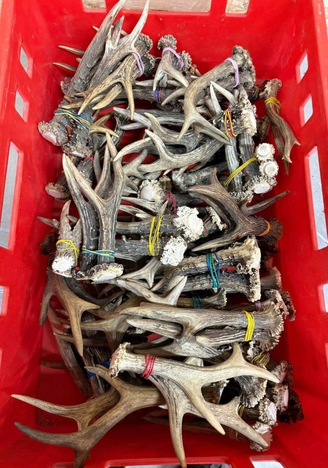 setjes Reebok geweien hert geweien decoratie of voor hond, Ophalen of Verzenden, Zo goed als nieuw, Hert, Beeldje of Figuurtje