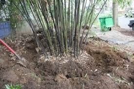 kleine tuinwerken, Ophalen of Verzenden, Overige soorten, Minder dan 100 cm