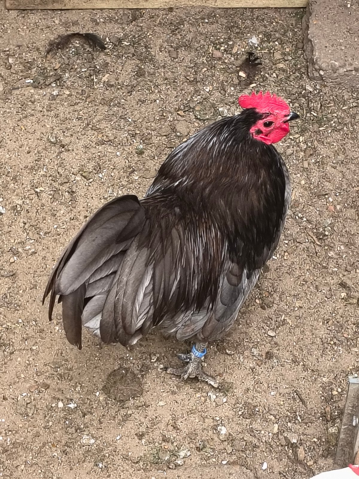 5-1 australorp krielen, Dieren en Toebehoren, Pluimvee, Meerdere dieren, Kip