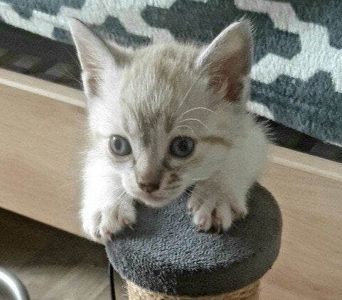thai siamees tabby point, Meerdere dieren, Ontwormd, 0 tot 2 jaar