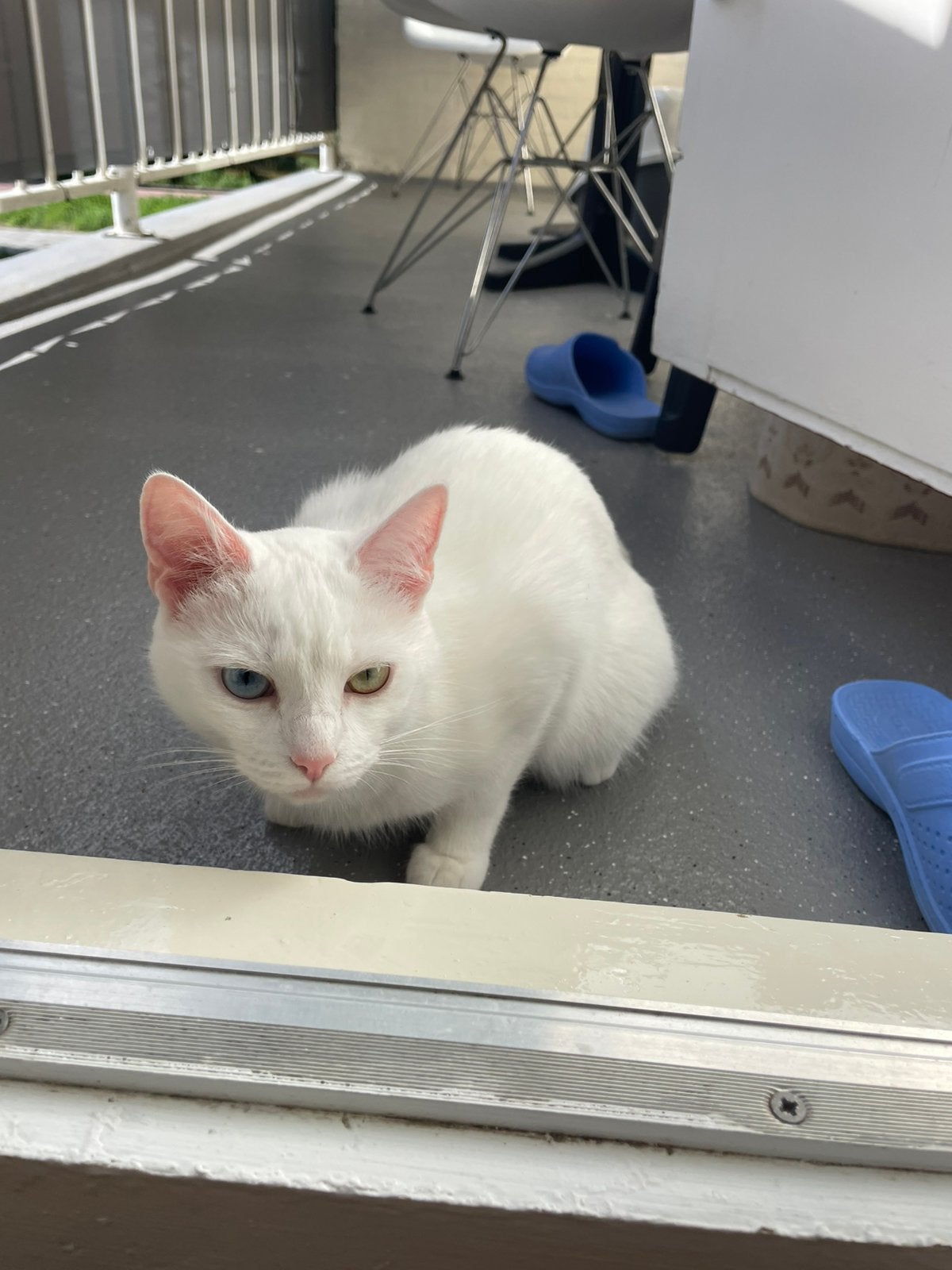 Dekkater voor angora poesje