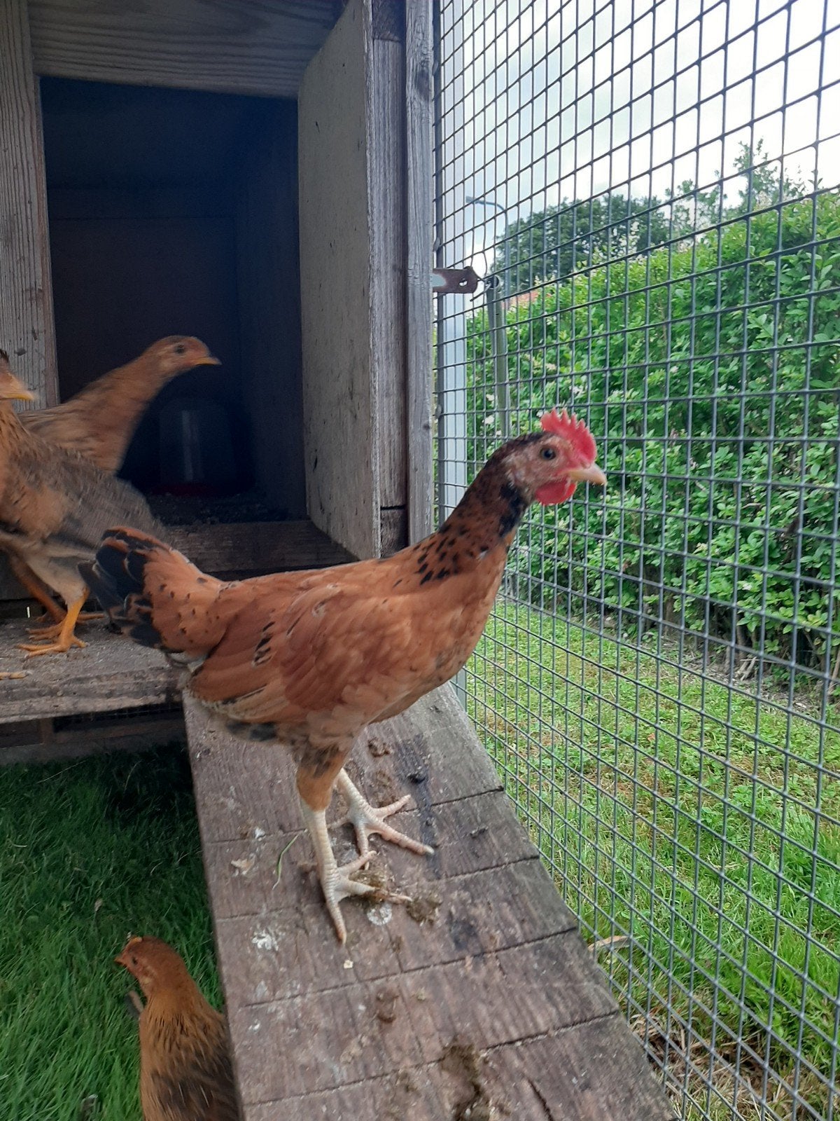 2 jonge haantjes., Dieren en Toebehoren, Pluimvee, Mannelijk, Kip
