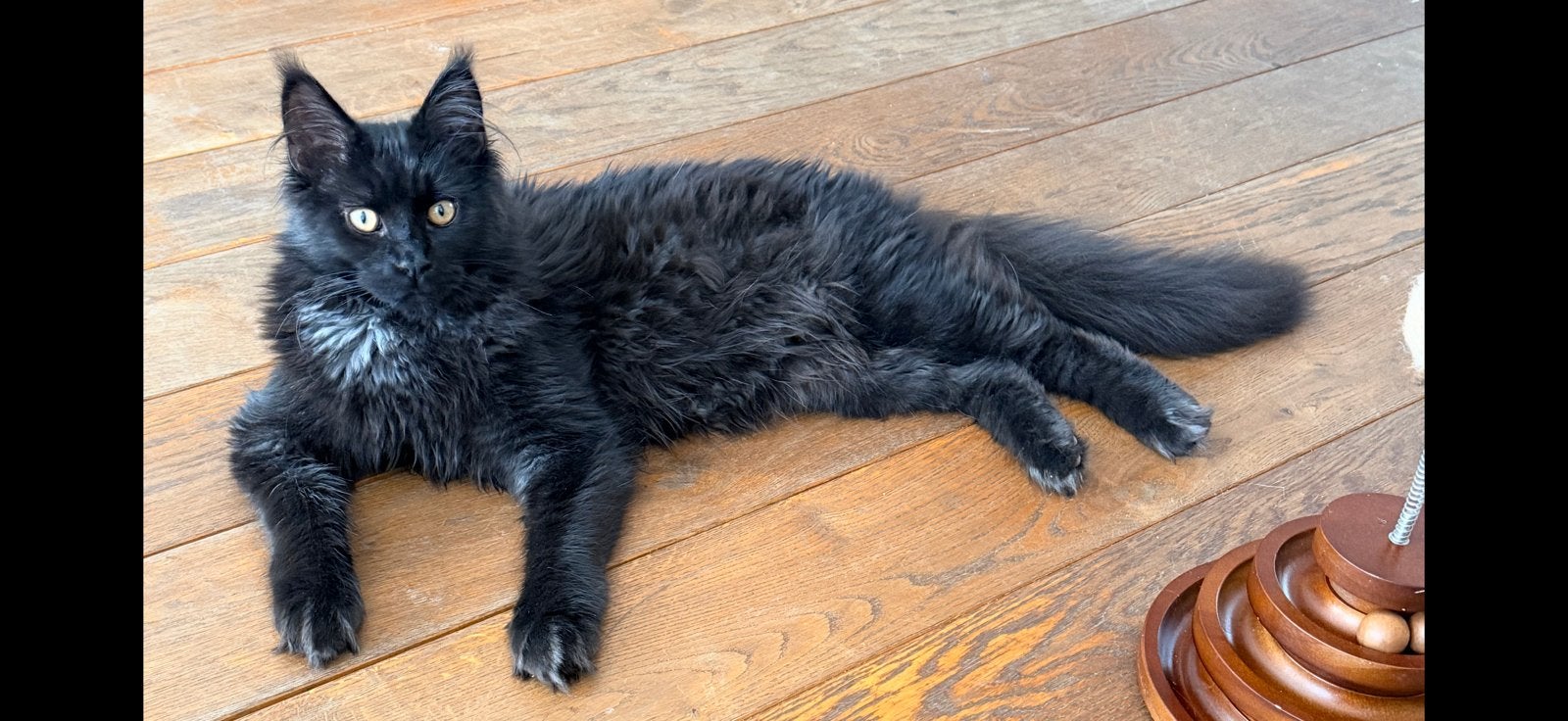 Maine coon kater/black smoke, Kater