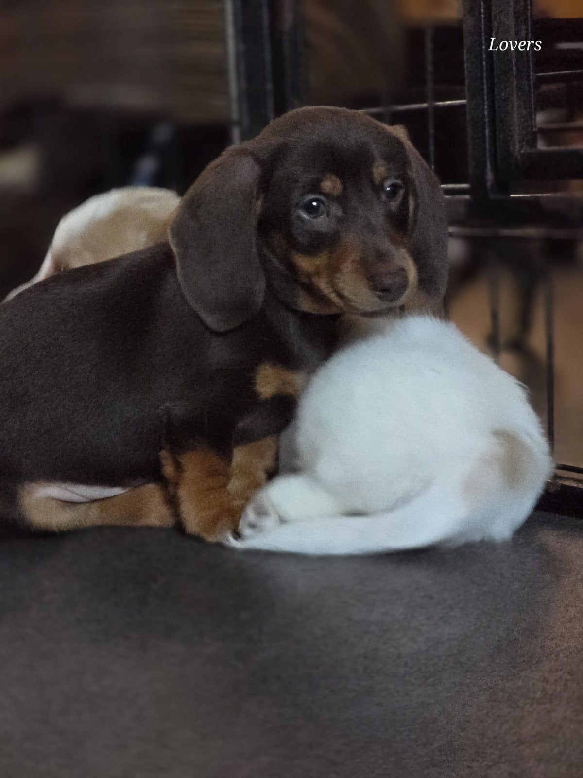Choco cream korthaar teckel pup 8 weekjes, 8 tot 15 weken, Dwerg, Langhaar, Parvo