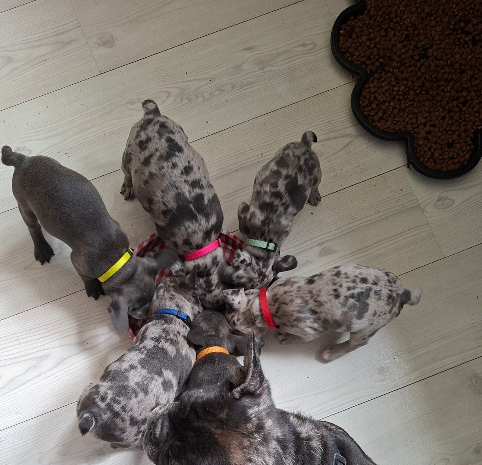 Franse bulldog 5 teefjes en 1 reutje 
vijf teefjes en e, 8 tot 15 weken, Bulldog, Meerdere, Meerdere dieren