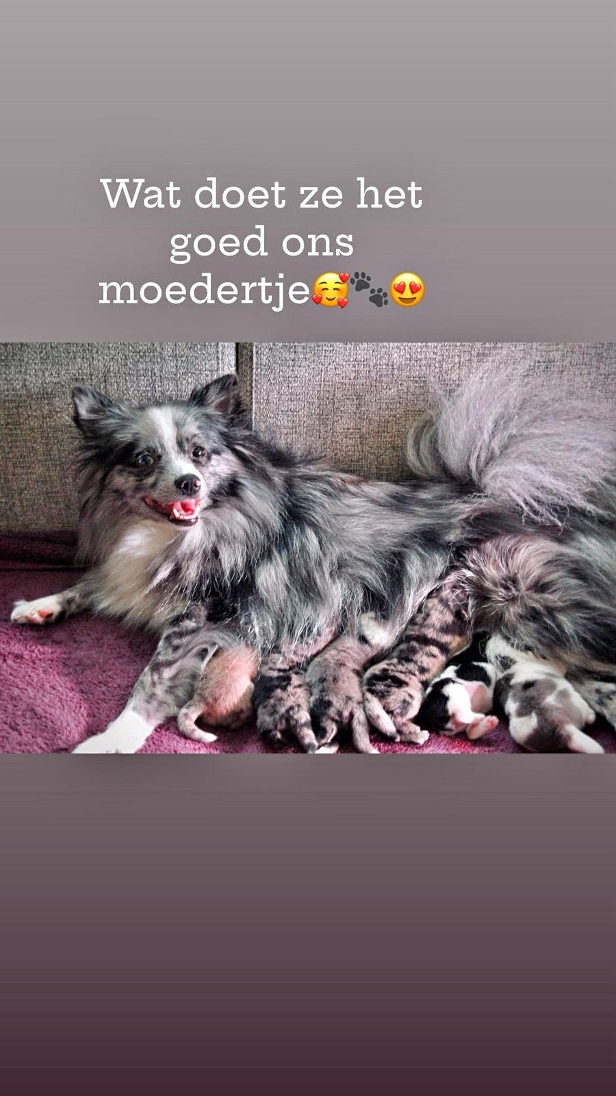 pomeranian x dwergkeeshond merle&bonte pups, Parvo, Keeshond, 8 tot 15 weken, Meerdere