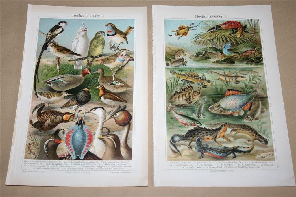 2 antieke kleurenlitho\'s - Bruidstooien bij dieren - Ca 190, Ophalen of Verzenden