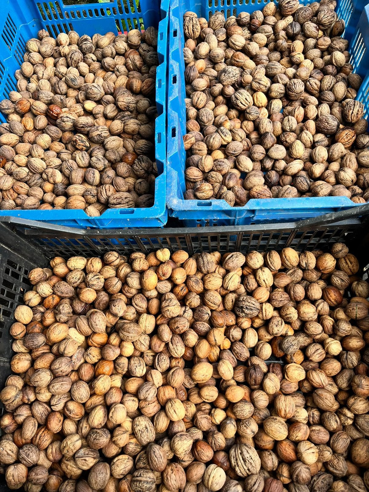 Verse walnoten, €5 euro perkilo, Diversen, Ophalen