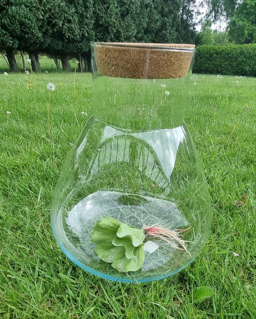 Glazen Hydrocultuur Vaas - Plantenterrarium Decoratie, Overige kleuren, Nieuw, Ophalen of Verzenden, Glas
