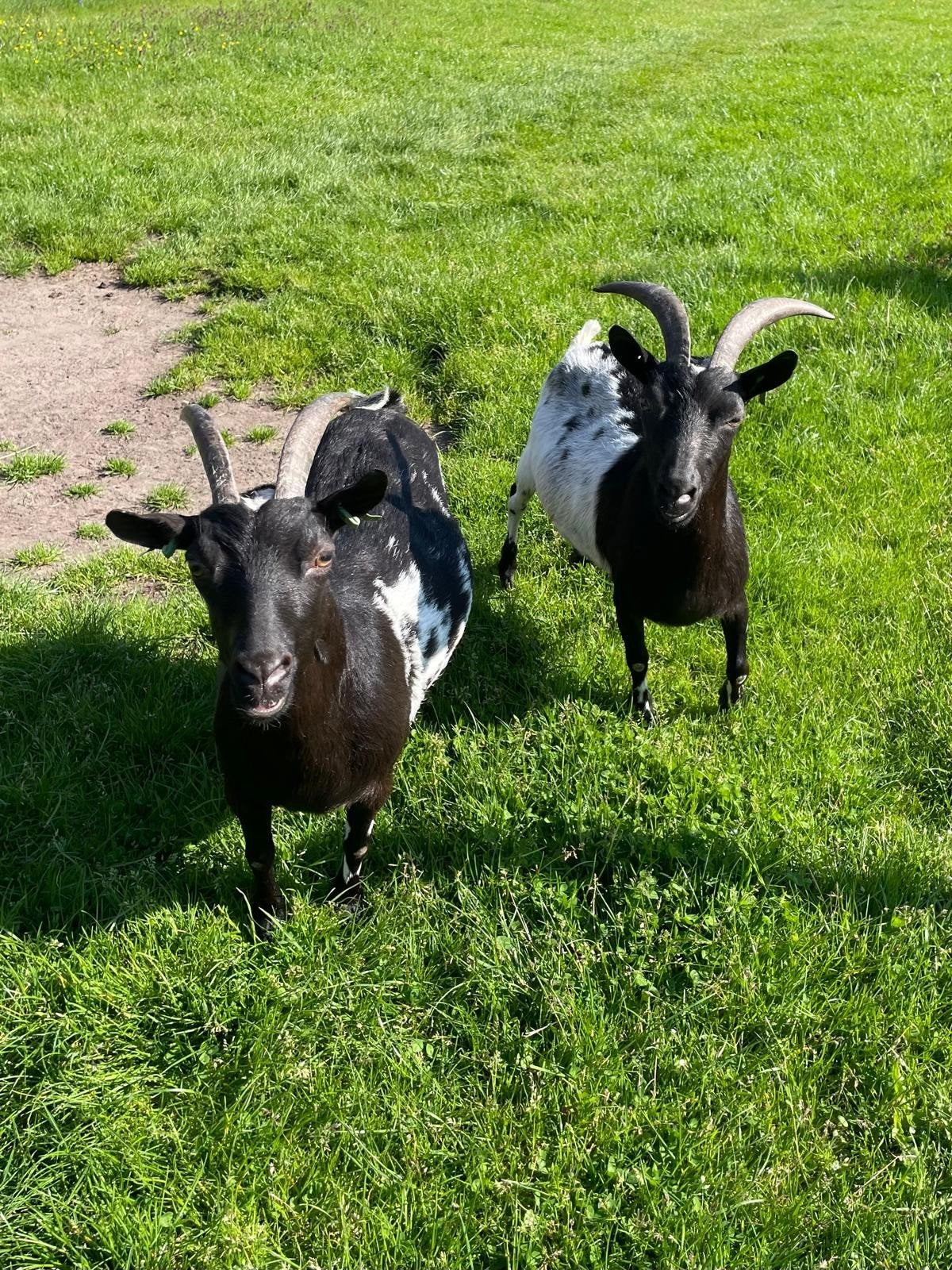Dwerggeiten voor een goede nieuwe omgeving., Dieren en Toebehoren, Schapen, Geiten en Varkens, Vrouwelijk, Geit, 6 jaar of ouder