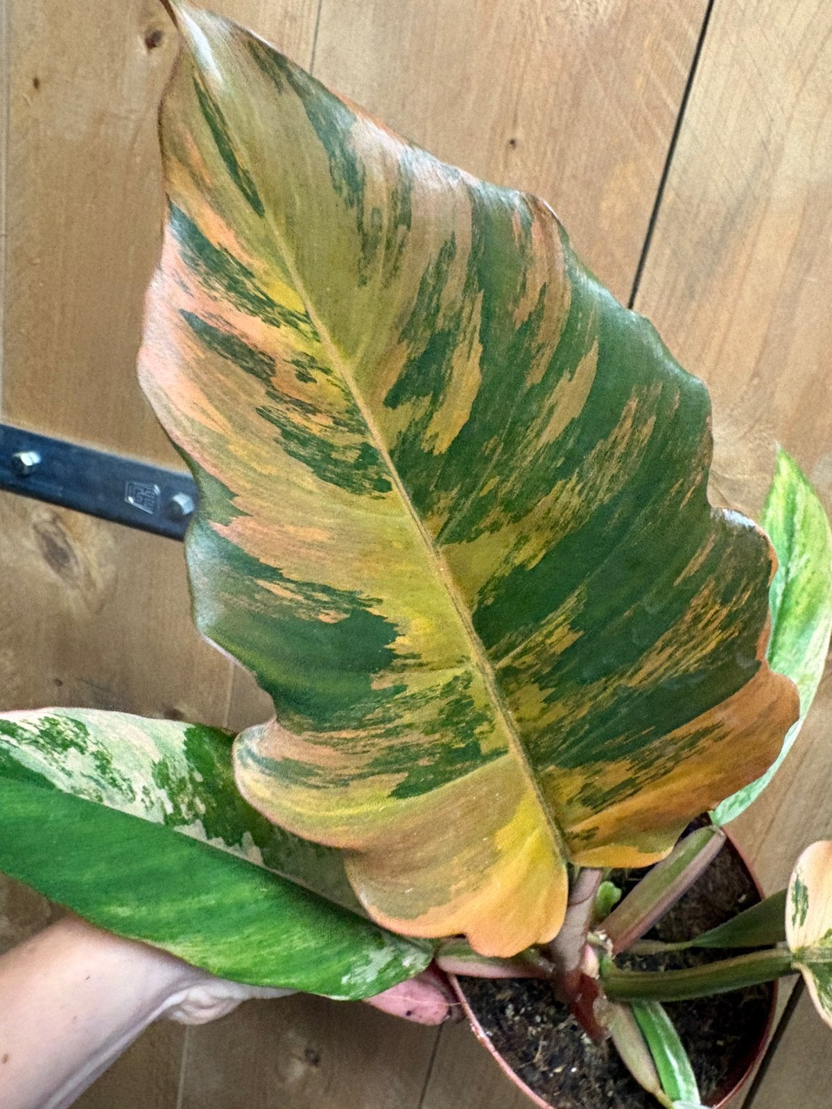 Philodendron caramel marble pink roze aurea tricolor plant, Huis en Inrichting, Kamerplanten, Ophalen of Verzenden, Halfschaduw