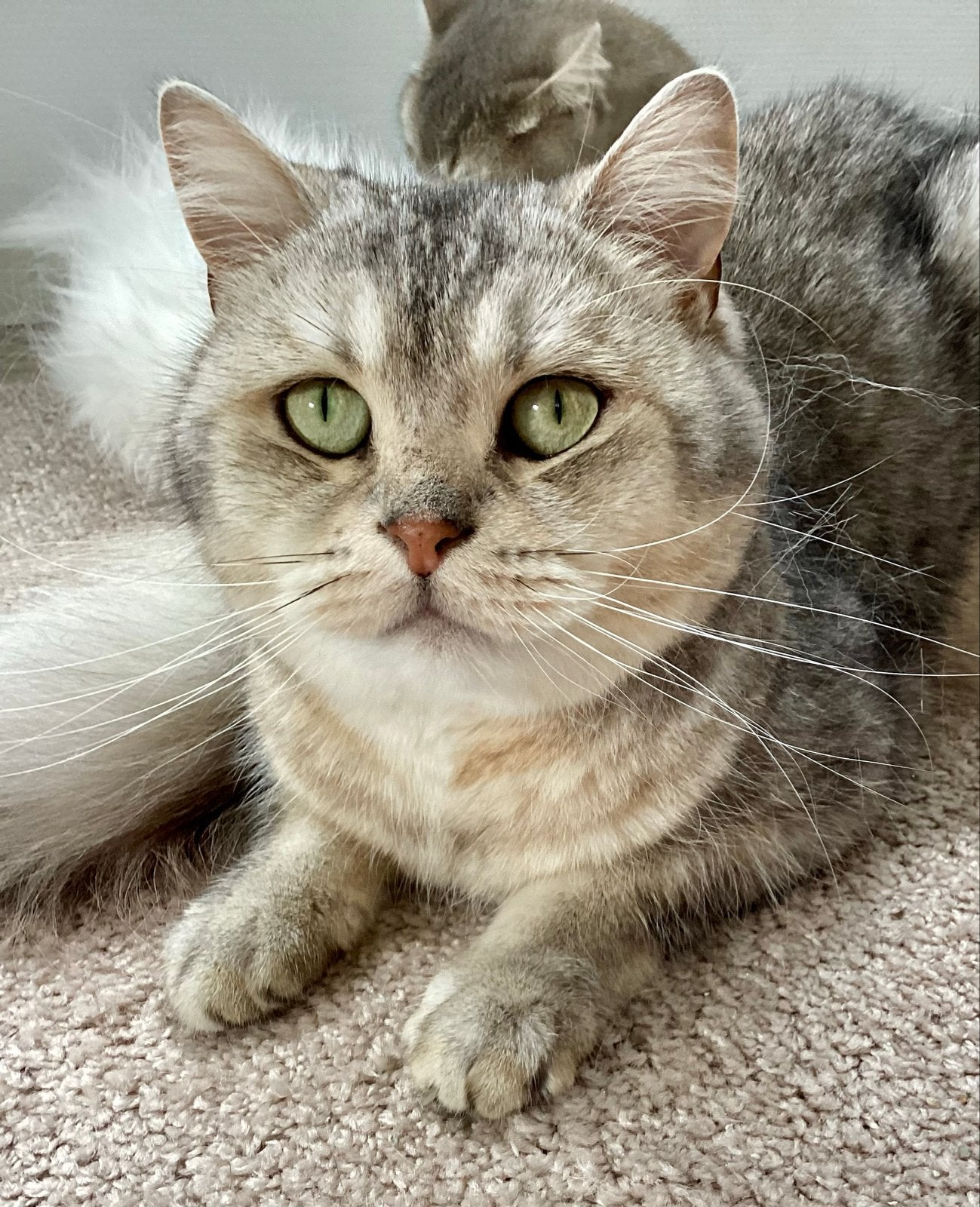 Silver shaded brits korthaar kater met DROOPY ogen, Dieren en Toebehoren, Katten en Kittens | Raskatten | Korthaar, Kater, Gechipt