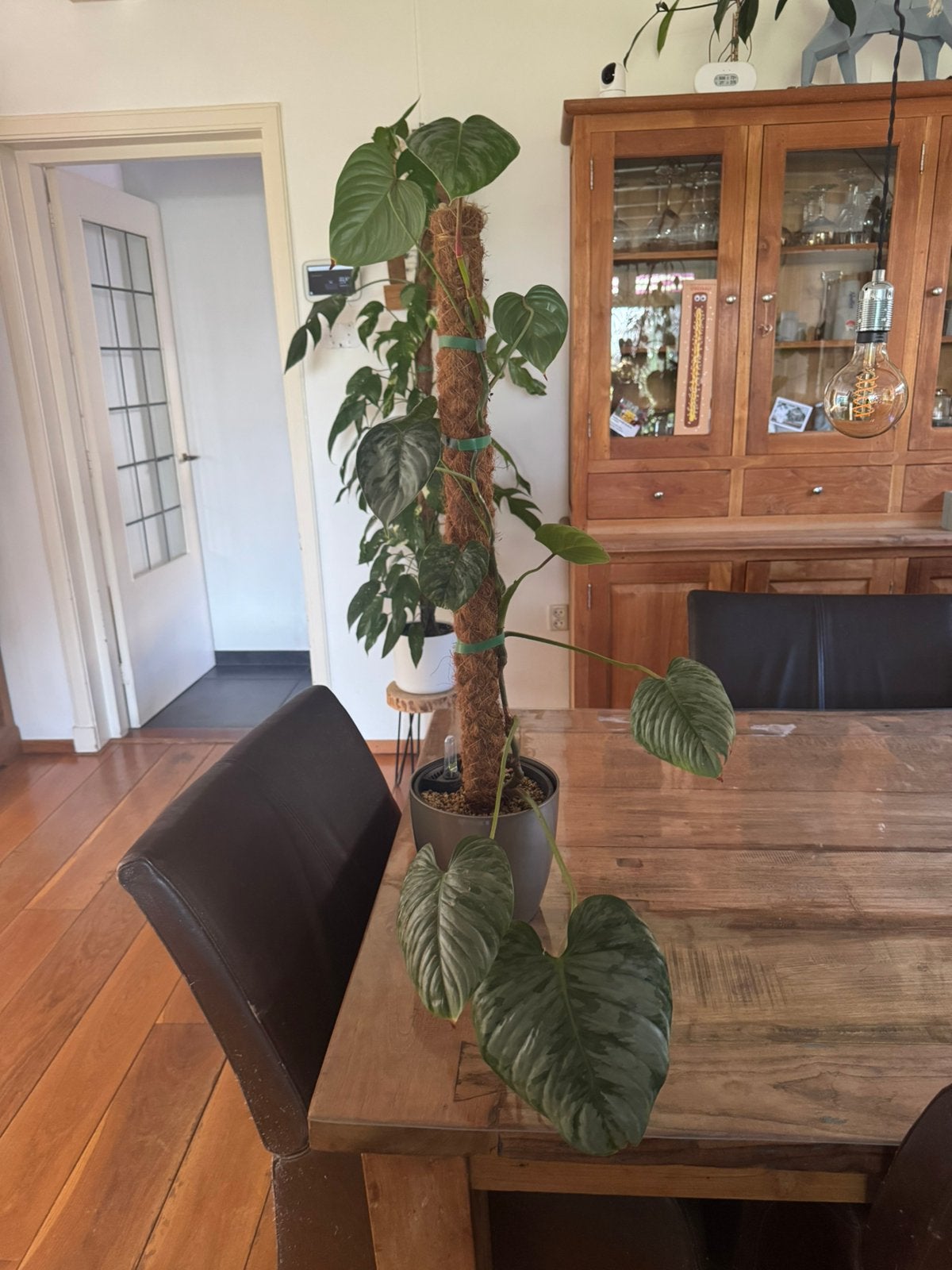 Philodendron Sodiroi, Huis en Inrichting, Ophalen of Verzenden, Halfschaduw, Minder dan 100 cm