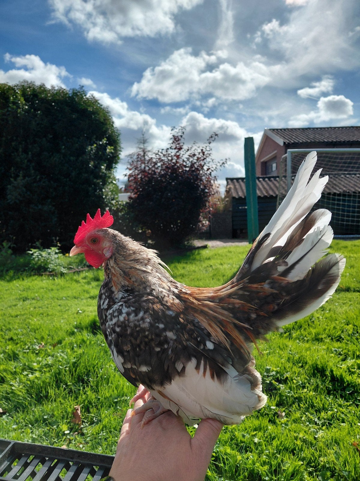 Serama, kip en haan, Dieren en Toebehoren, Meerdere dieren, Kip
