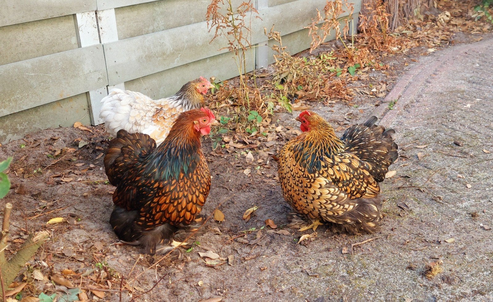 3 cochin kriel hennen eventueel met hok, Dieren en Toebehoren, Pluimvee, Vrouwelijk, Kip
