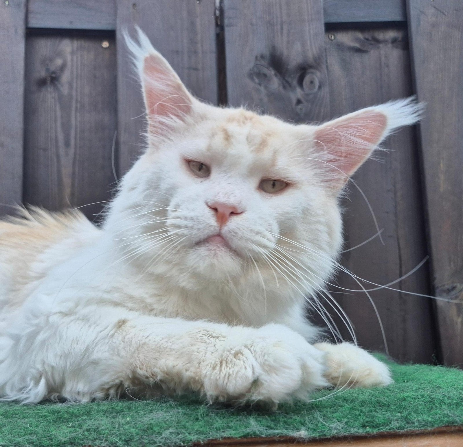 XXL maine coon dekkater (niet te koop), Dieren en Toebehoren, Katten en Kittens | Dekkaters, 3 tot 5 jaar