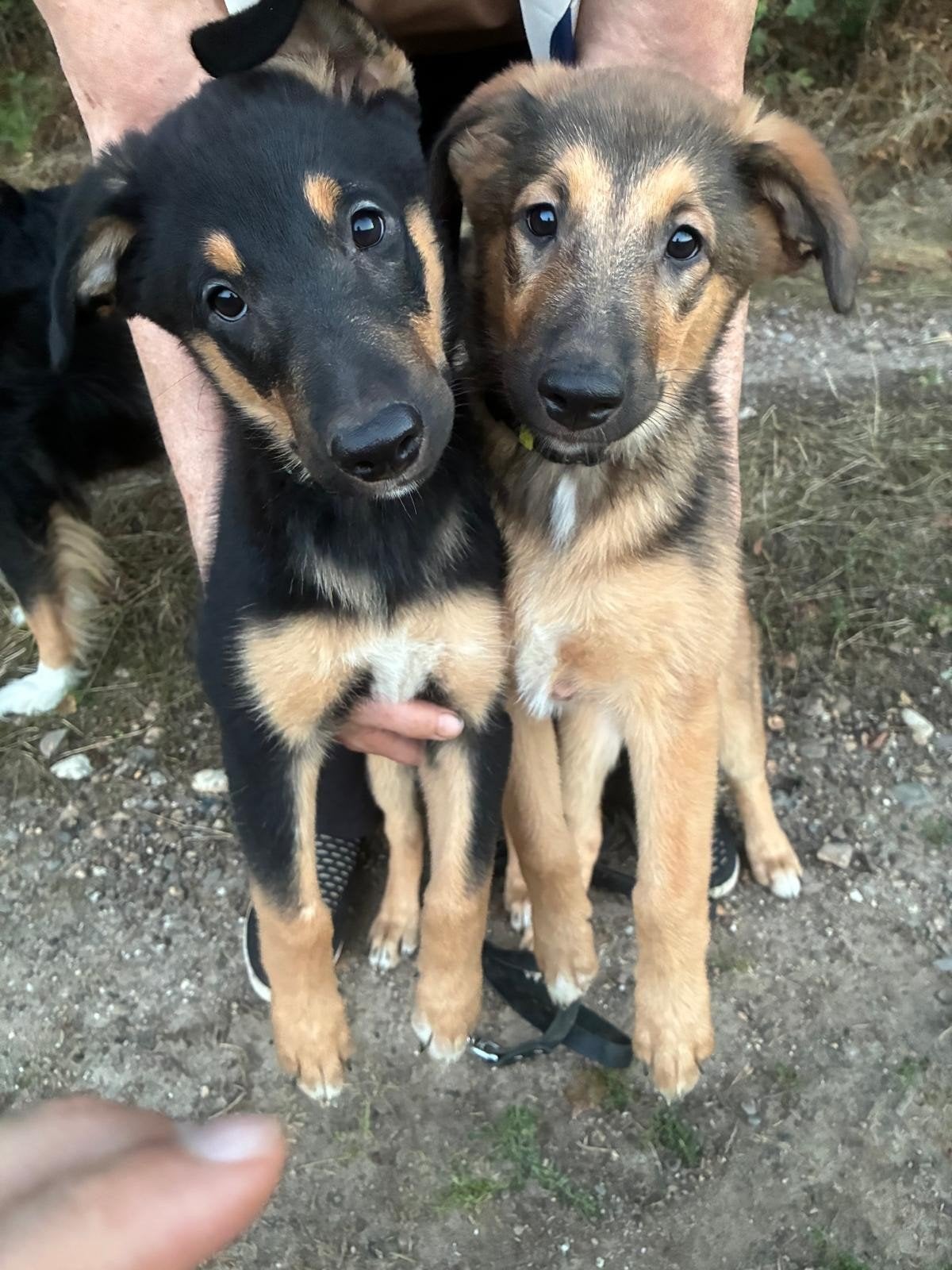 kruising bordercollie herder rotweiler, HCC (leverziekte), 8 tot 15 weken, Teef, Meerdere