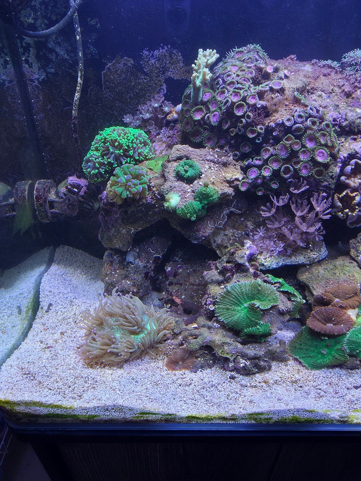 compleet zeeaquarium GEEN losse verkoop, Dieren en Toebehoren, Ophalen, Gevuld zeewateraquarium