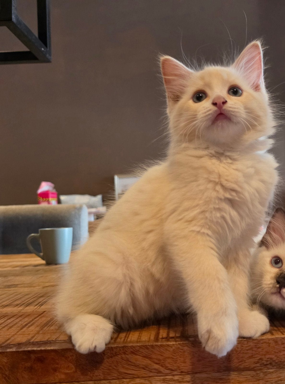 Ragdoll katertje, mag verhuizen, Dieren en Toebehoren, Katten en Kittens | Raskatten | Langhaar, Kater, Gechipt, 0 tot 2 jaar