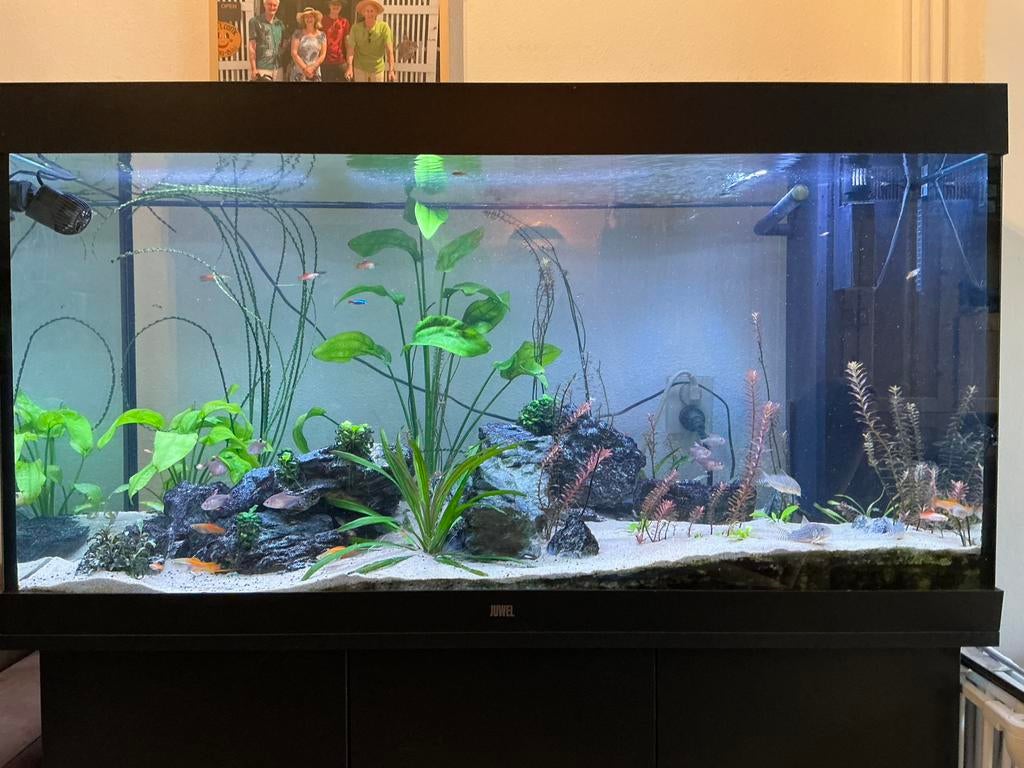 Juwel Rio 350 met Helialux verlichting met Smartcontrol, Ophalen, Gebruikt, Inclusief deksel, Gevuld zoetwateraquarium