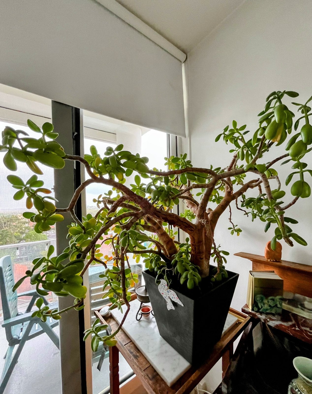 Grote Crassula Ovata (Jadeplant) met mooie sierpot, Ophalen, Vetplant, 100 tot 150 cm, In pot