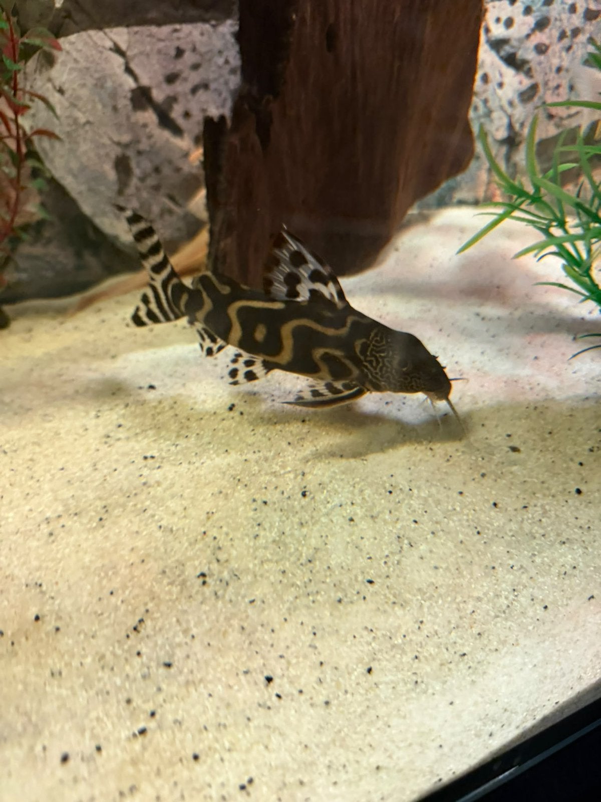 Synodontis ornatipinnis, Hagedis
