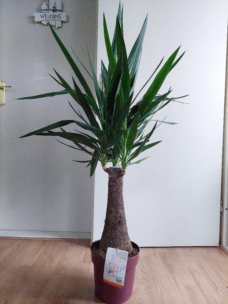 Yucca Elephantipes 'Maya Tree' - Olifantspoot H: 120 cm., Huis en Inrichting, Kamerplanten, Ophalen, 100 tot 150 cm, Halfschaduw