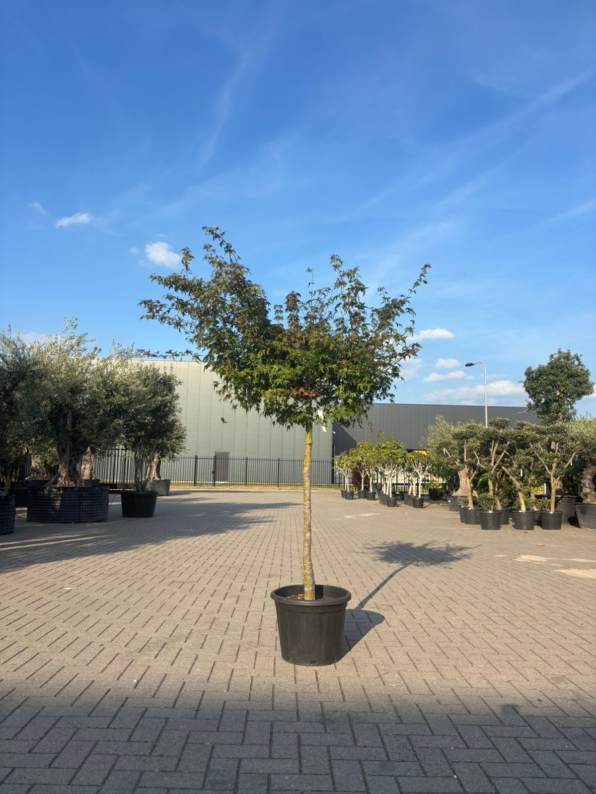 Acer palmatum, Bloeit niet, Halfschaduw, Overige soorten, 100 tot 250 cm