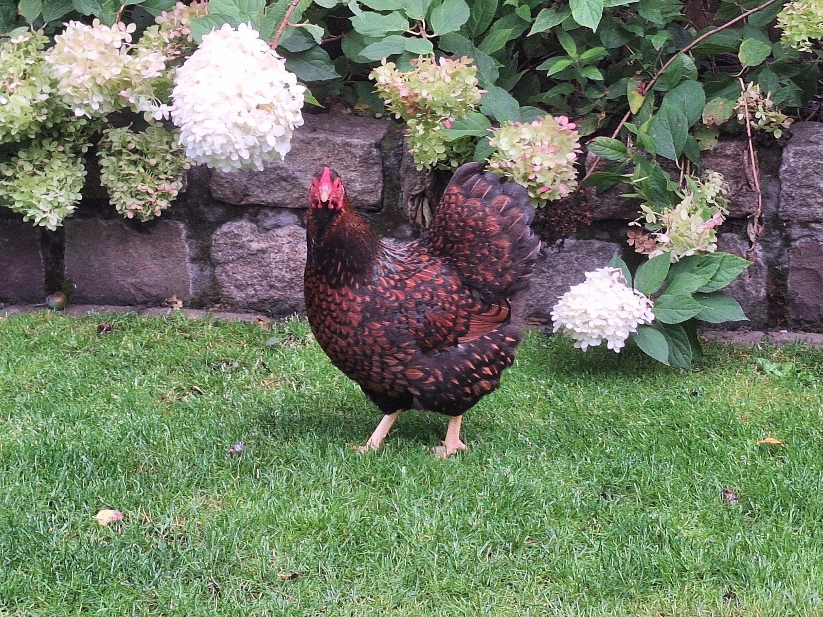 wyandotte kriel goudzwart dubbel gezoomd, Dieren en Toebehoren, Pluimvee, Meerdere dieren, Kip