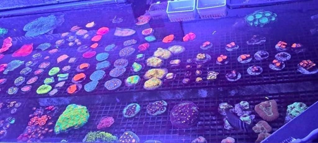 Koralen voor het zeeaquarium, Ophalen, Nieuw, Gevuld zeewateraquarium