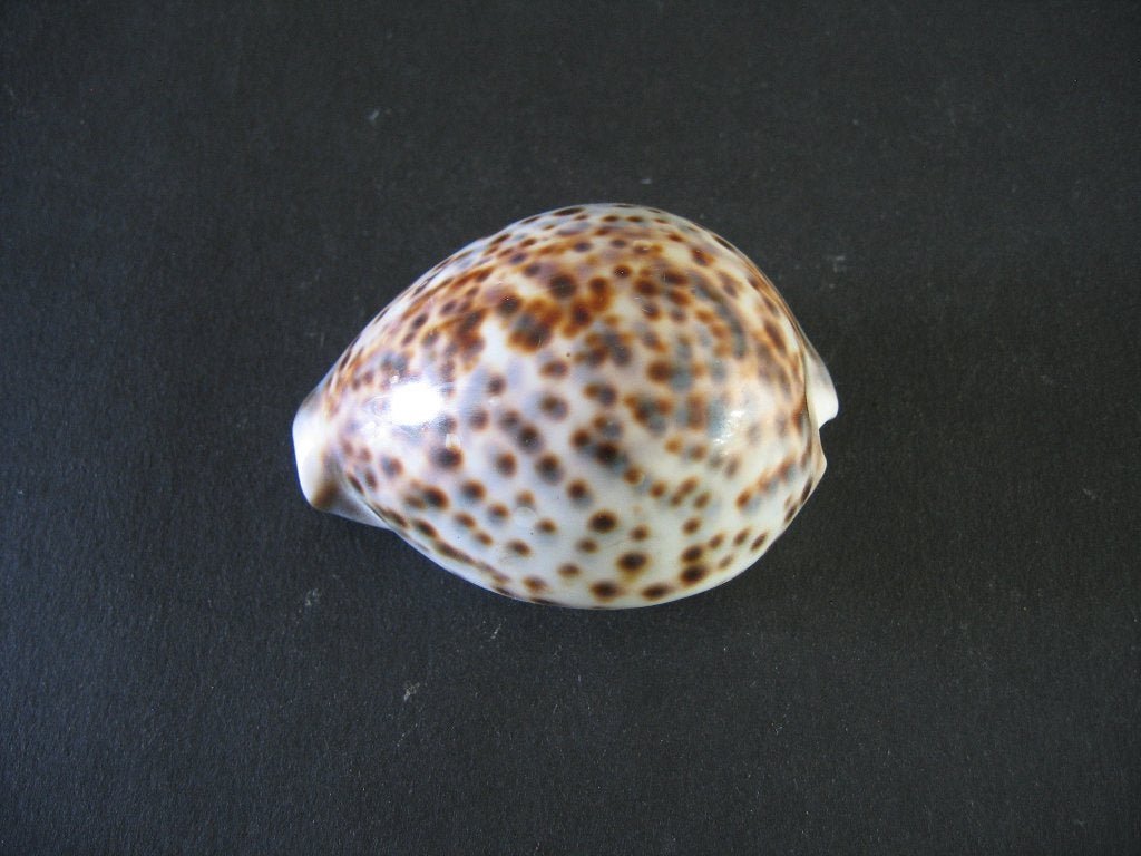Schelpen: Cypraea tigris Linnaeus, 1758. F+++/Gem., Ophalen of Verzenden, Schelp(en)