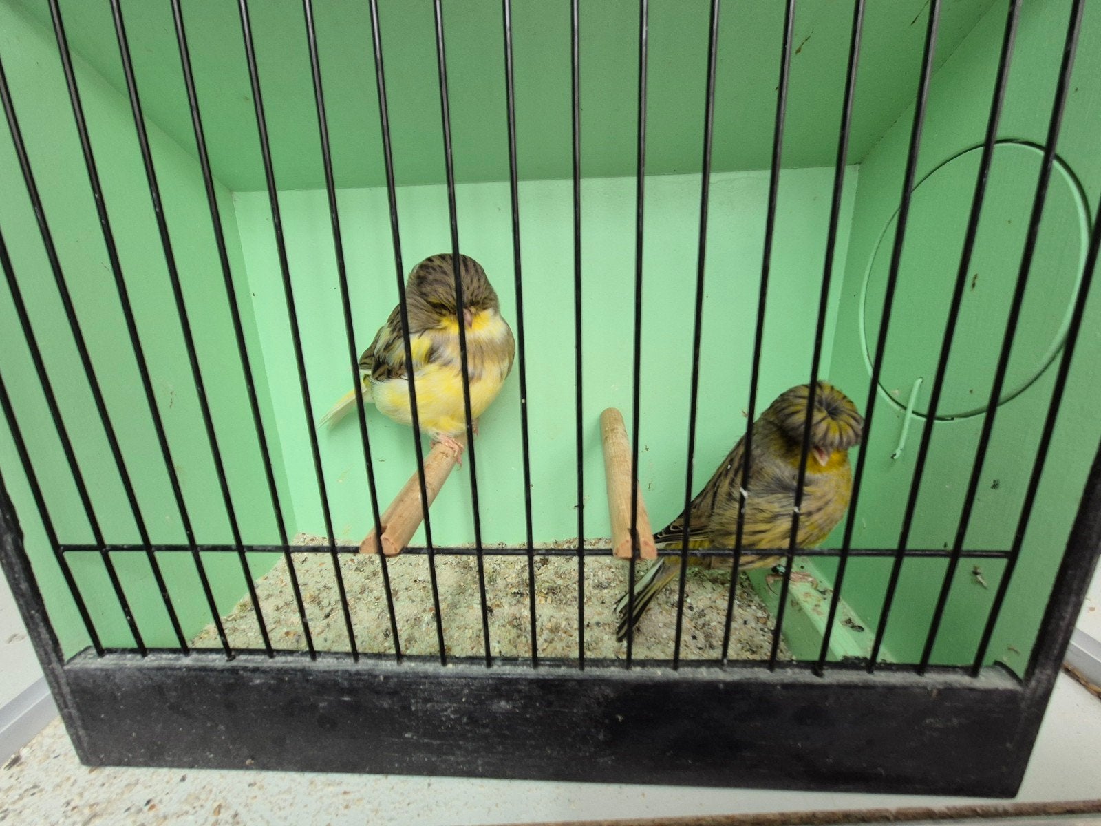 gloster kanaries, Dieren en Toebehoren, Meerdere dieren, Kleurkanarie