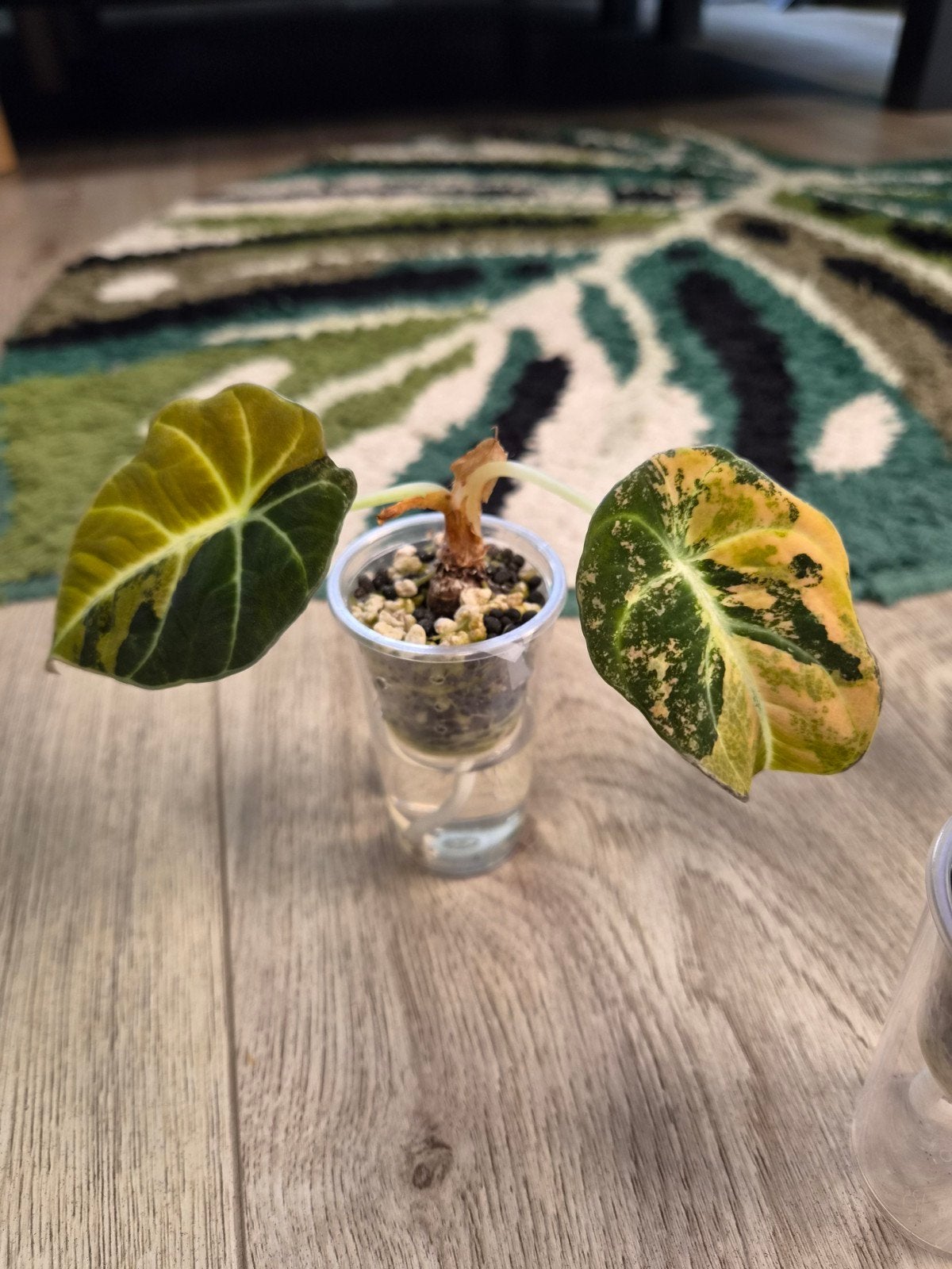 Alocasia Black Velvet Gold, Huis en Inrichting, Ophalen of Verzenden, Halfschaduw, Minder dan 100 cm