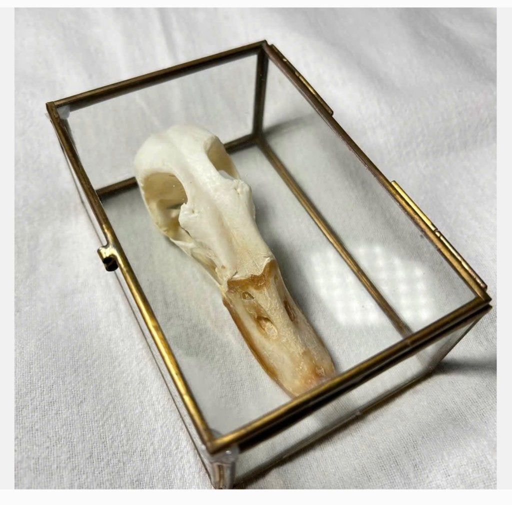 Schedel van een eend 10 cm, in glazen vitrine, Ophalen of Verzenden, Zo goed als nieuw, Vogel, Gewei of Kop